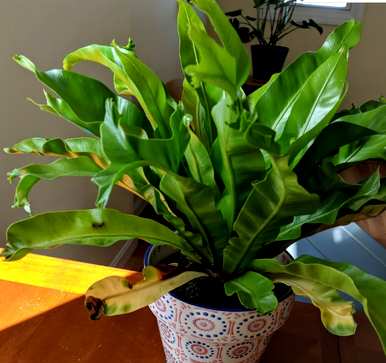 蕨类植物有哪些，蕨类植物由哪些器官组成？