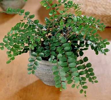 蕨类植物有哪些，蕨类植物由哪些器官组成？