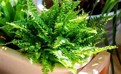 蕨类植物有哪些，蕨类植物由哪些器官组成？