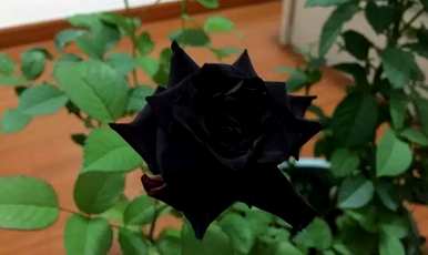 30朵玫瑰语是什么意思，黑玫瑰语是什么意思？