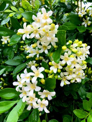 九里香几月开花，九里香快速开花