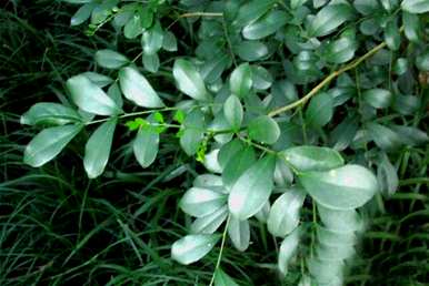 九里香几月开花，九里香快速开花