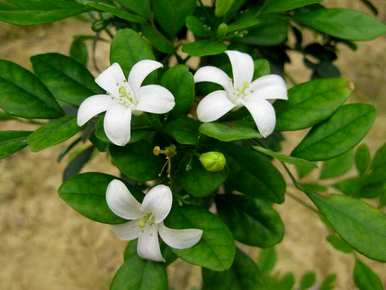 九里香几月开花，九里香快速开花