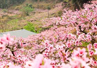 桃花什么时候打开图片，桃花什么时候打开