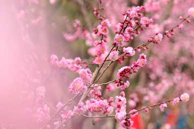 桃花什么时候打开图片，桃花什么时候打开