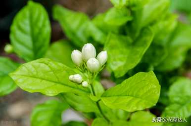 非洲茉莉不开花的原因是什么？