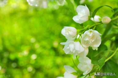 非洲茉莉不开花的原因是什么？