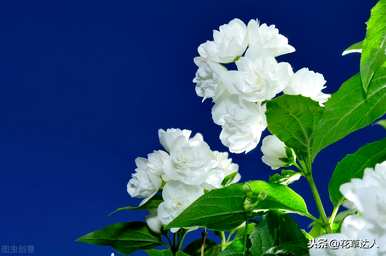 非洲茉莉不开花的原因是什么？