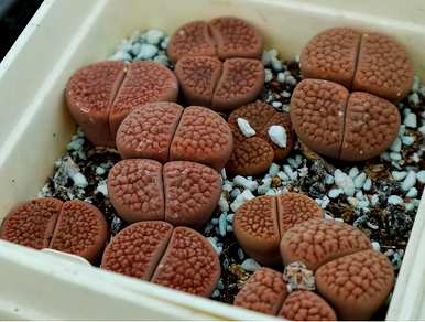 如何饲养石生花，如何饲养生石花视频