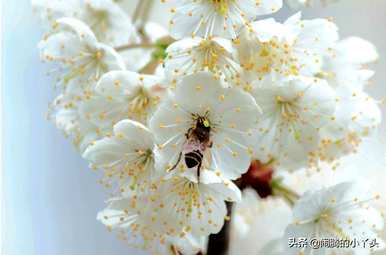 樱花的花语是什么，樱花的花语是什么？悟空问答