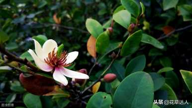 含笑花耐寒多少？含笑花比米兰耐寒吗？