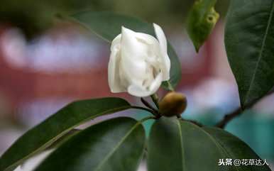 含笑花耐寒多少？含笑花比米兰耐寒吗？