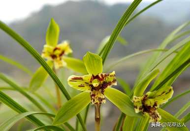 含笑花耐寒多少？含笑花比米兰耐寒吗？