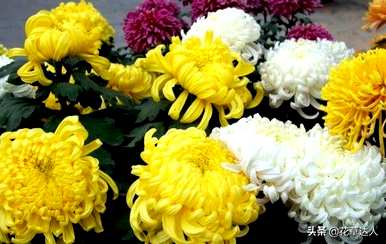 菊花的句子是美丽的短句，菊花代表什么意思？