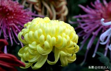 菊花的句子是美丽的短句，菊花代表什么意思？