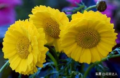 菊花的句子是美丽的短句，菊花代表什么意思？
