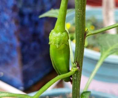 花盆种菜又细又长怎么办，花盆种菜怎么种才好呢？