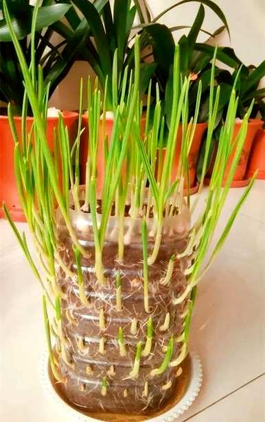 花盆种菜又细又长怎么办，花盆种菜怎么种才好呢？