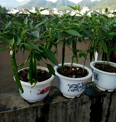 花盆种菜又细又长怎么办，花盆种菜怎么种才好呢？