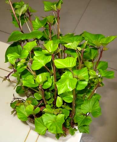 花盆种菜又细又长怎么办，花盆种菜怎么种才好呢？