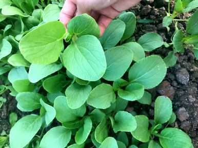 花盆种菜又细又长怎么办，花盆种菜怎么种才好呢？