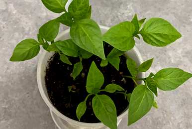 花盆种菜又细又长怎么办，花盆种菜怎么种才好呢？