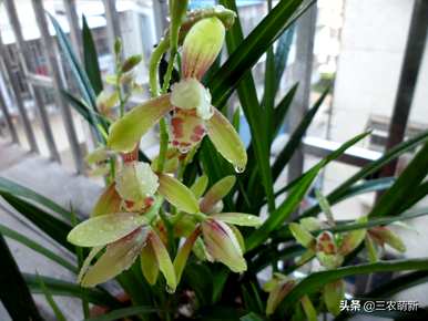 建兰花品种最香，兰花品种最香
