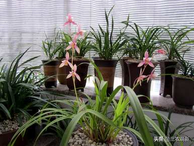 建兰花品种最香，兰花品种最香