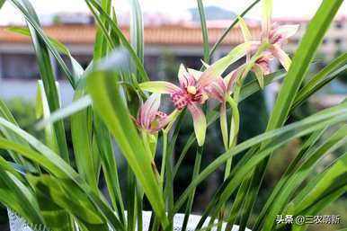 建兰花品种最香，兰花品种最香
