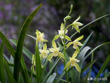 建兰花品种最香，兰花品种最香