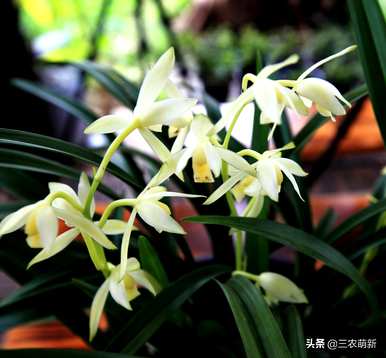 建兰花品种最香，兰花品种最香