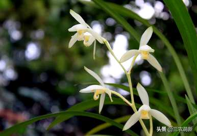 建兰花品种最香，兰花品种最香