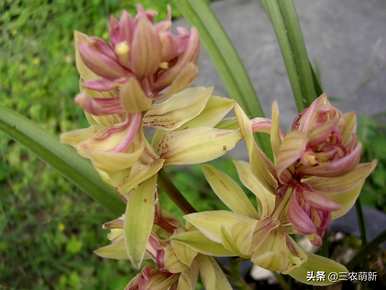 建兰花品种最香，兰花品种最香