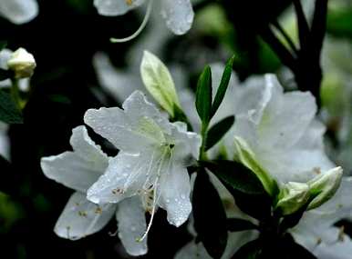 杜鹃花浇水的正确方法，杜鹃花浇水的正确方法视频