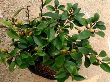 家里养含笑花讲究吗？如何种植含笑花？
