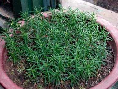 红豆杉种子发芽图片，红豆杉种子如何种植发芽