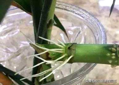 如何养富贵竹快生根，用什么快生根养富贵竹？