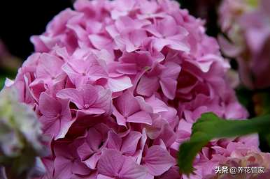 绣球花的花语是什么？绣球花的花语发给朋友圈
