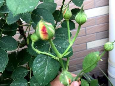 鐖棨链埚镐庝箞淇切花月季怎么修剪？