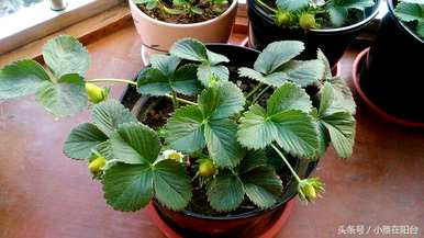 如何种植草莓，如何种植草莓