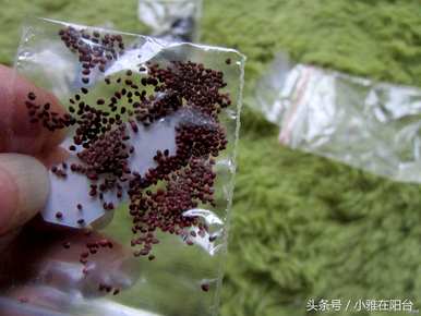 如何种植草莓，如何种植草莓