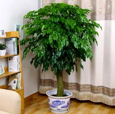 有哪些盆栽树木容易上手，盆栽树木有哪些？