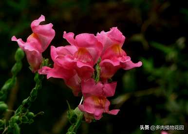 金鱼草图片及养殖方法，如何养殖金鱼草？