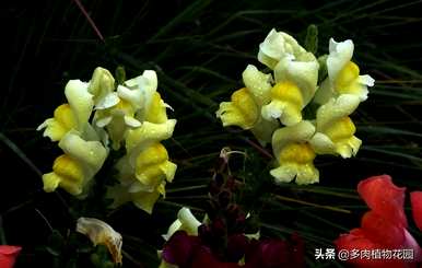 金鱼草图片及养殖方法，如何养殖金鱼草？