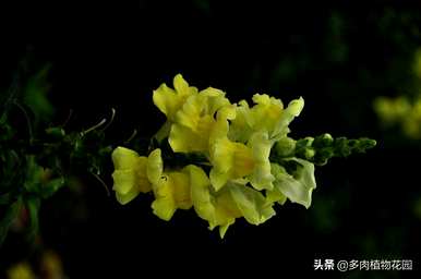 金鱼草图片及养殖方法，如何养殖金鱼草？