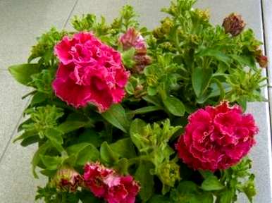 家里种牵牛花，牵牛花怎么种？