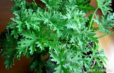 推荐驱蚊盆栽植物，什么是驱蚊植物？