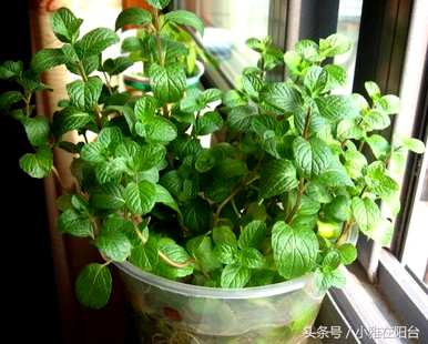 推荐驱蚊盆栽植物，什么是驱蚊植物？