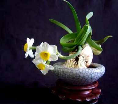 水培蔬菜品种齐全，水培花有哪些品种？