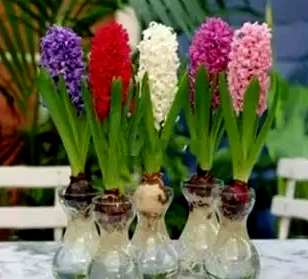 水培蔬菜品种齐全，水培花有哪些品种？
